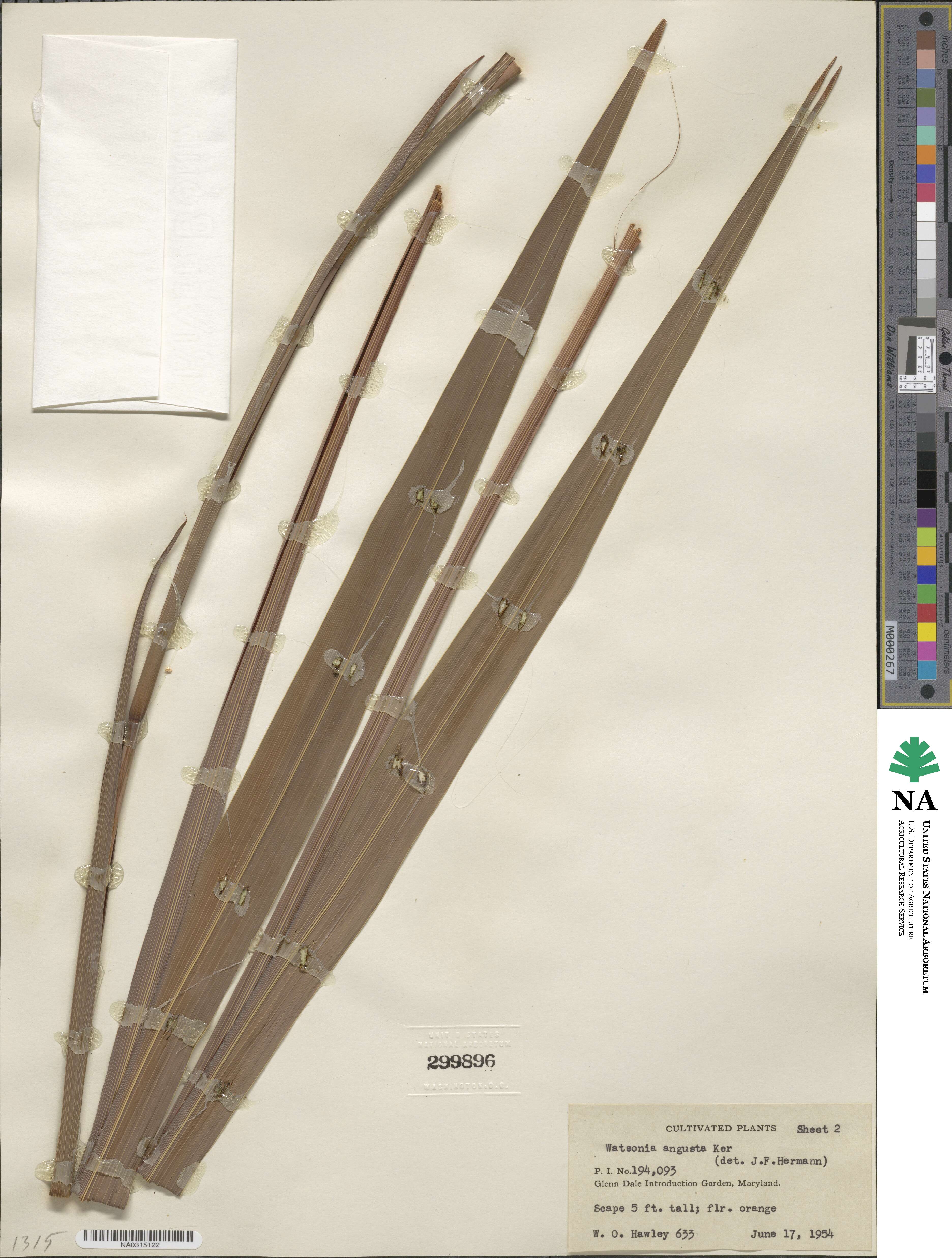 Watsonia angusta image