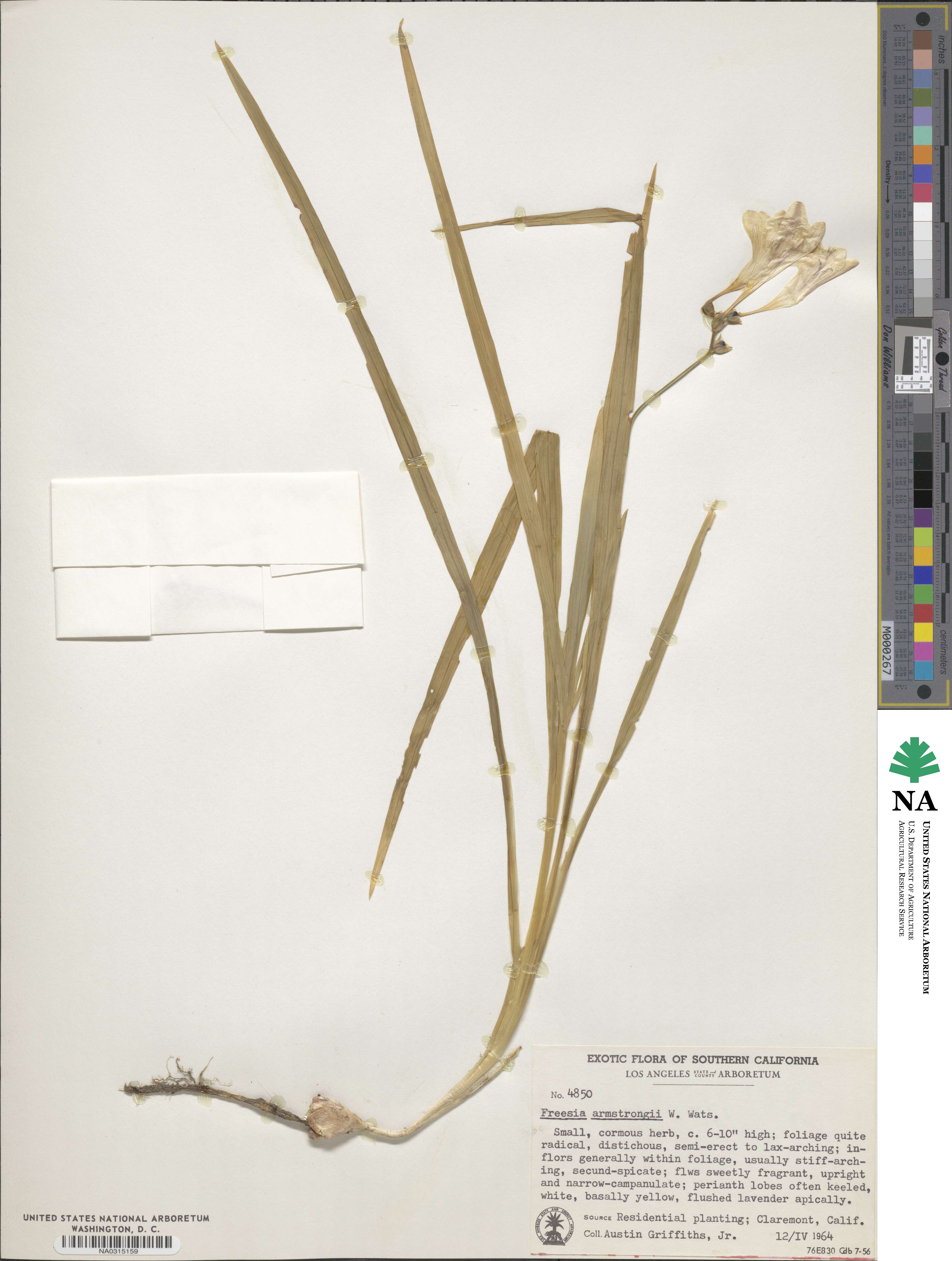 Freesia corymbosa image