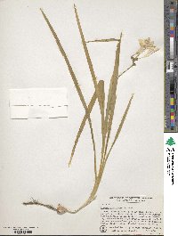 Freesia corymbosa image