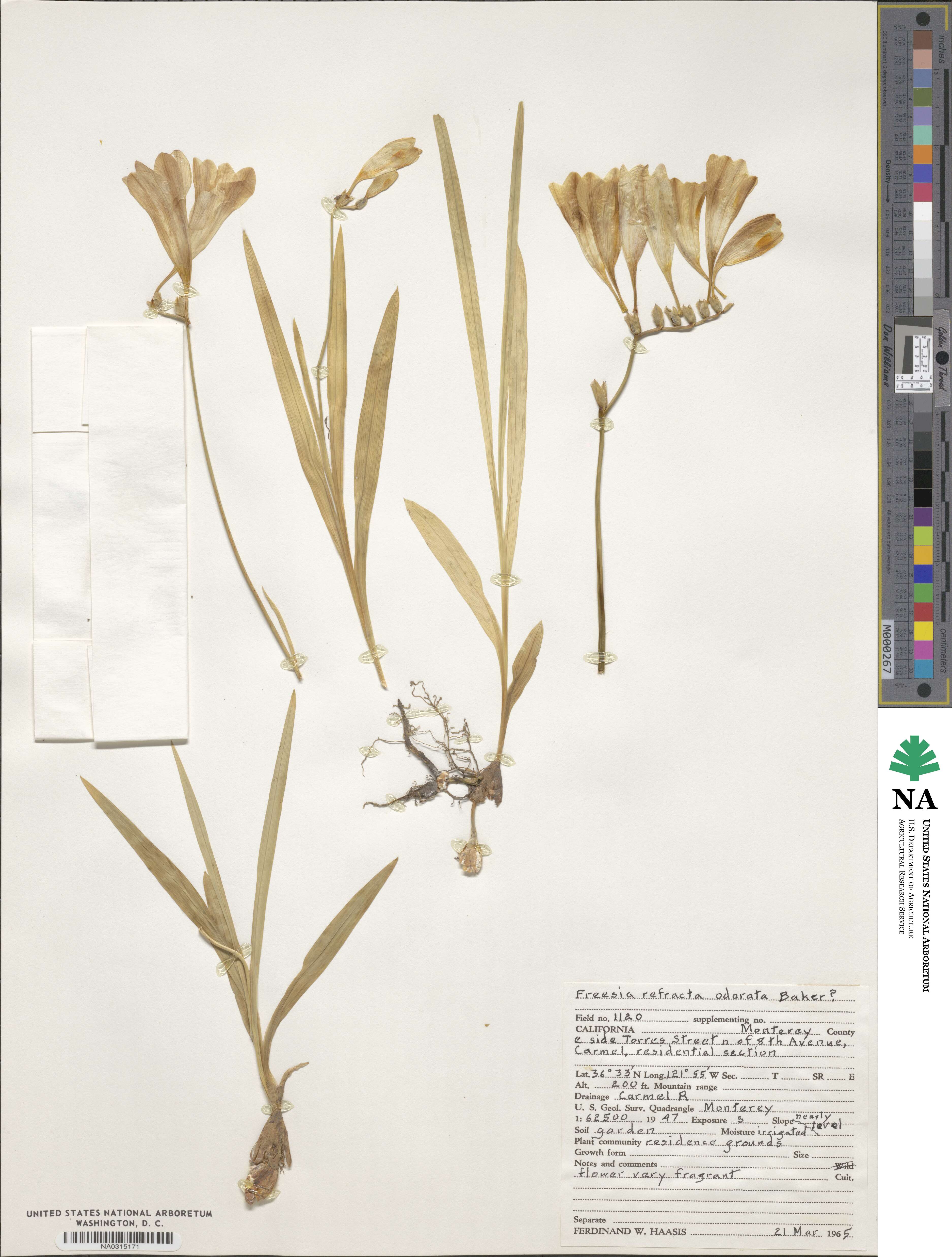 Freesia corymbosa image