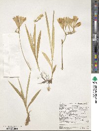 Freesia corymbosa image