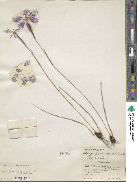 Image of Salpingostylis coelestina