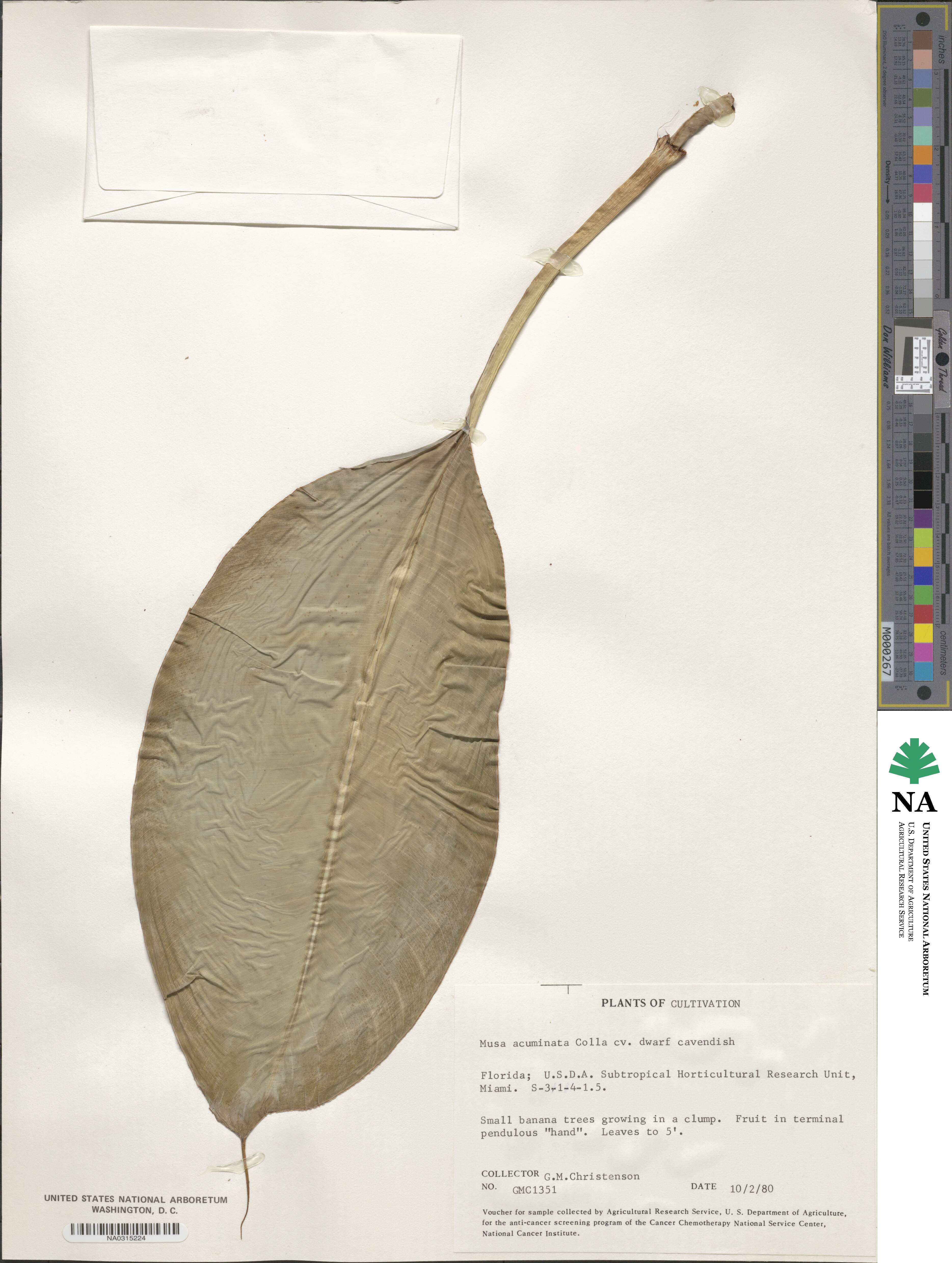 Musa acuminata image