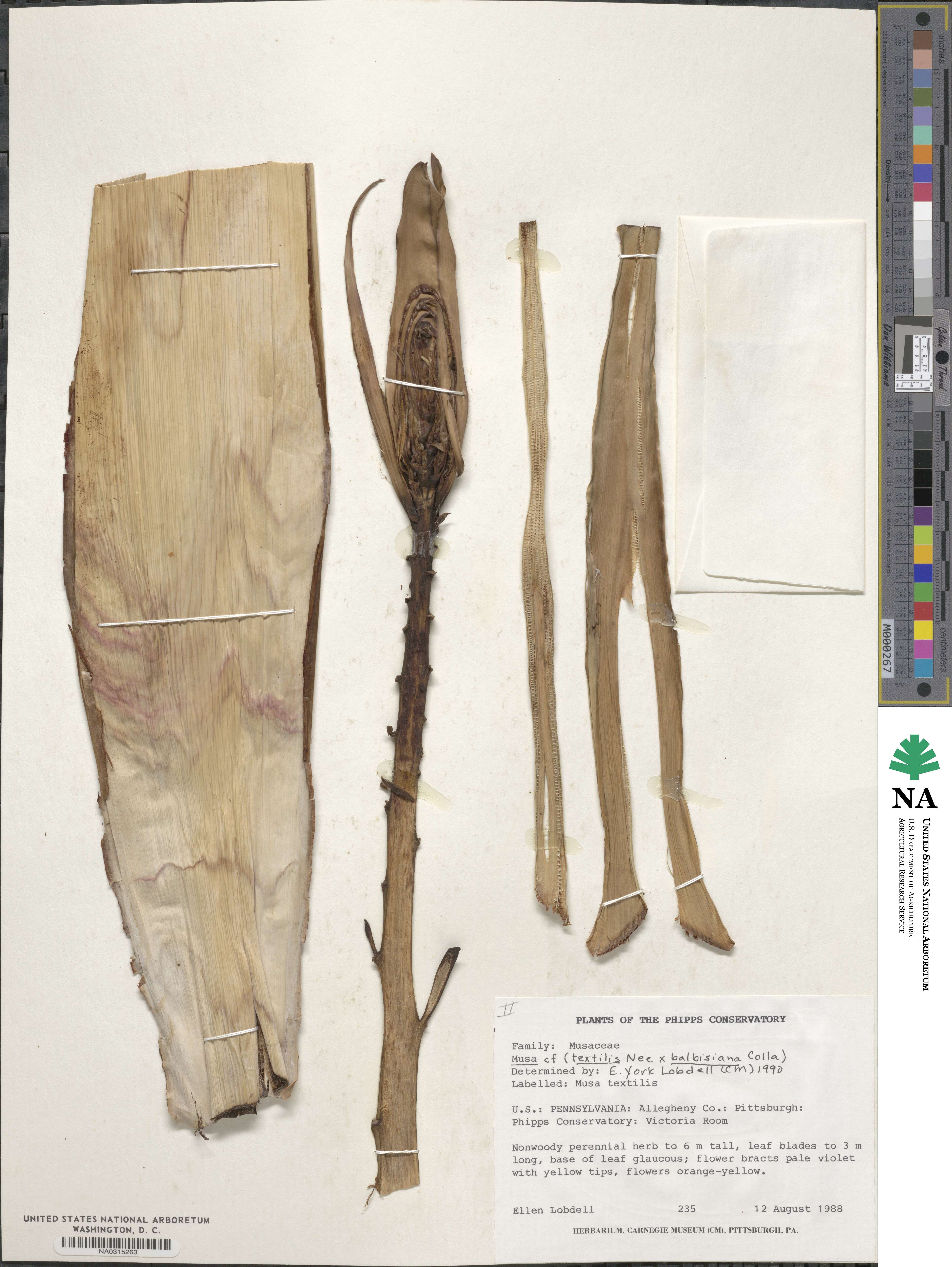 Musa textilis image