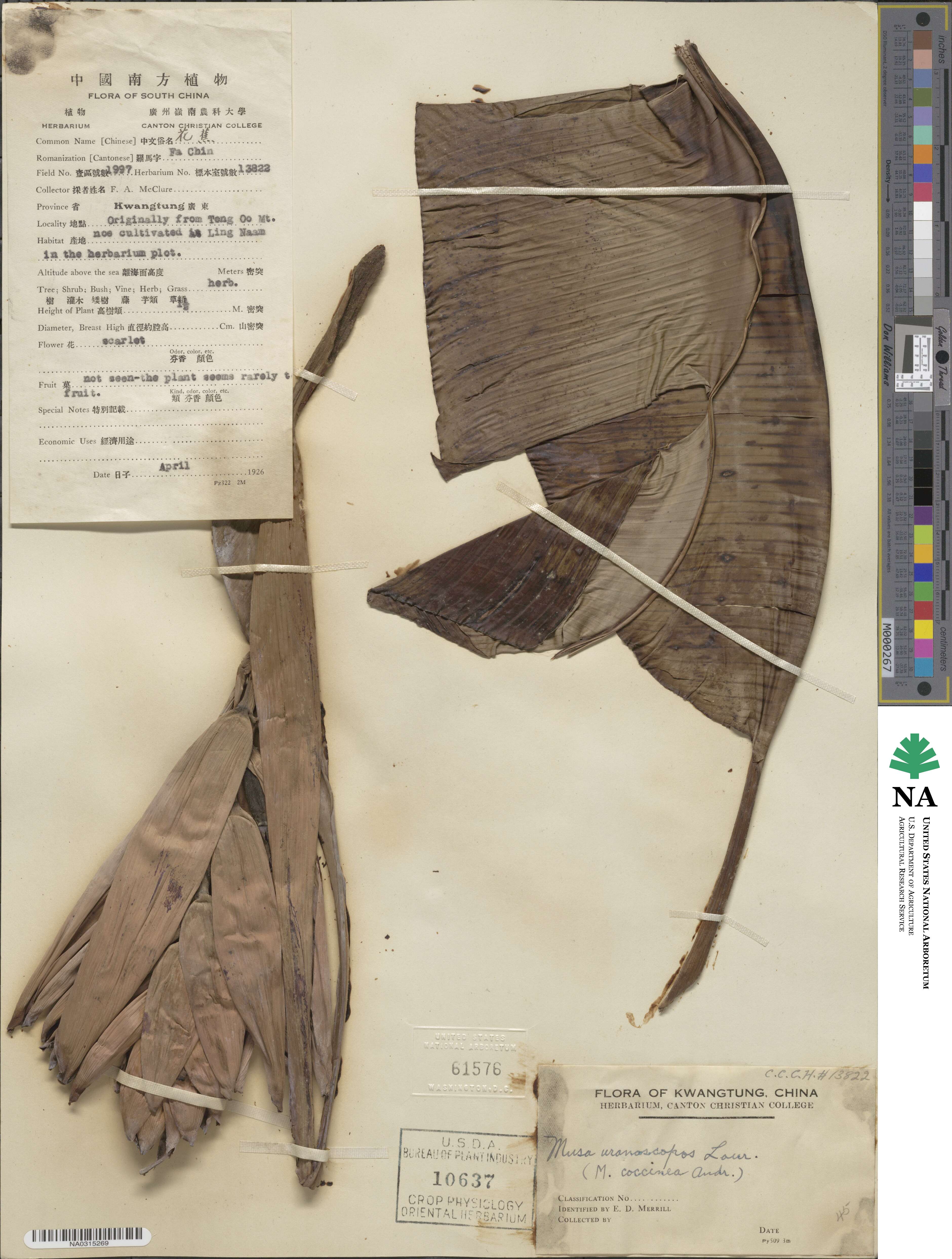 Musa troglodytarum image