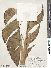 Ensete ventricosum image