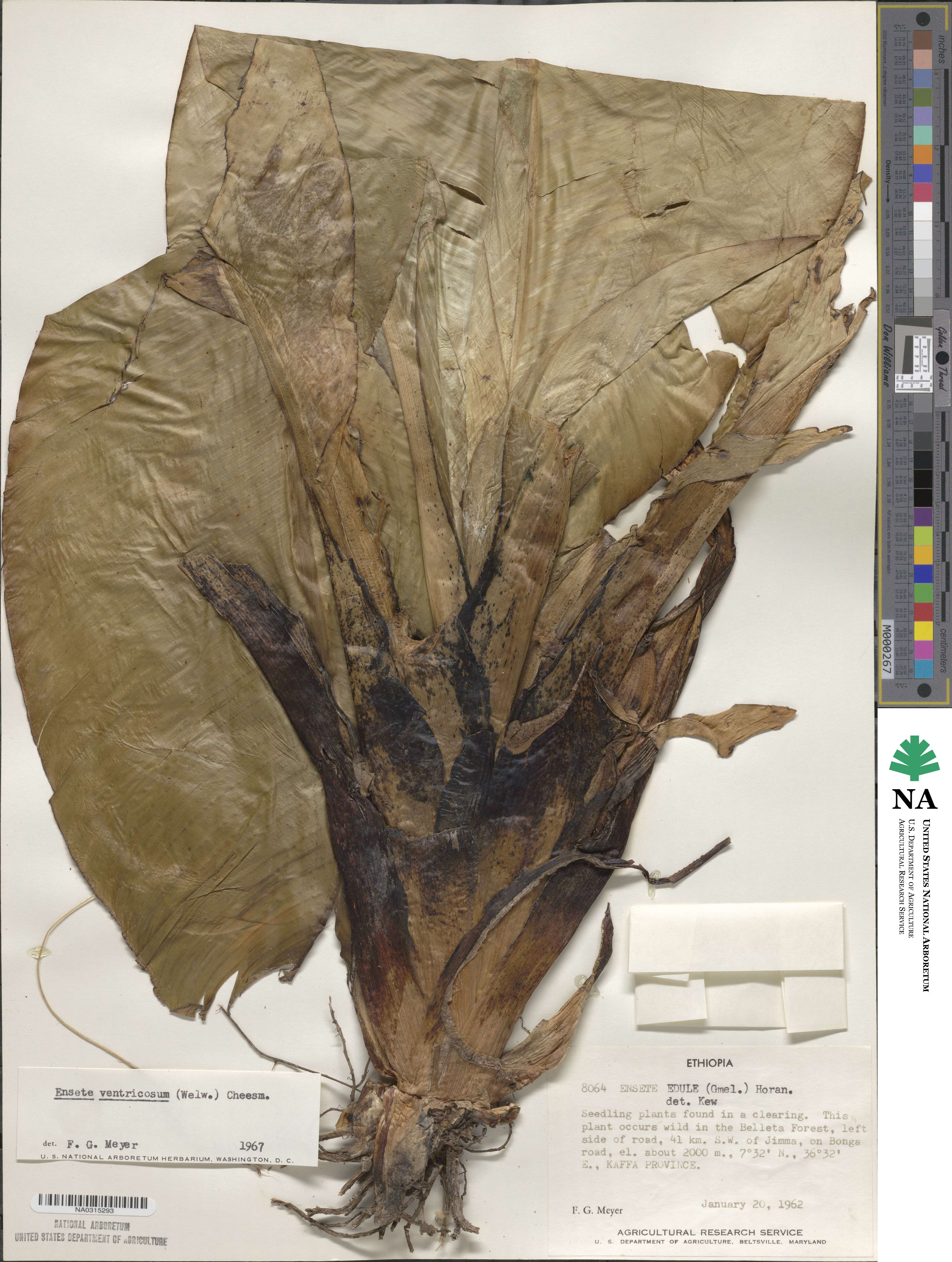 Ensete ventricosum image