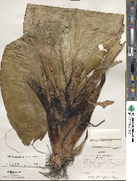 Ensete ventricosum image