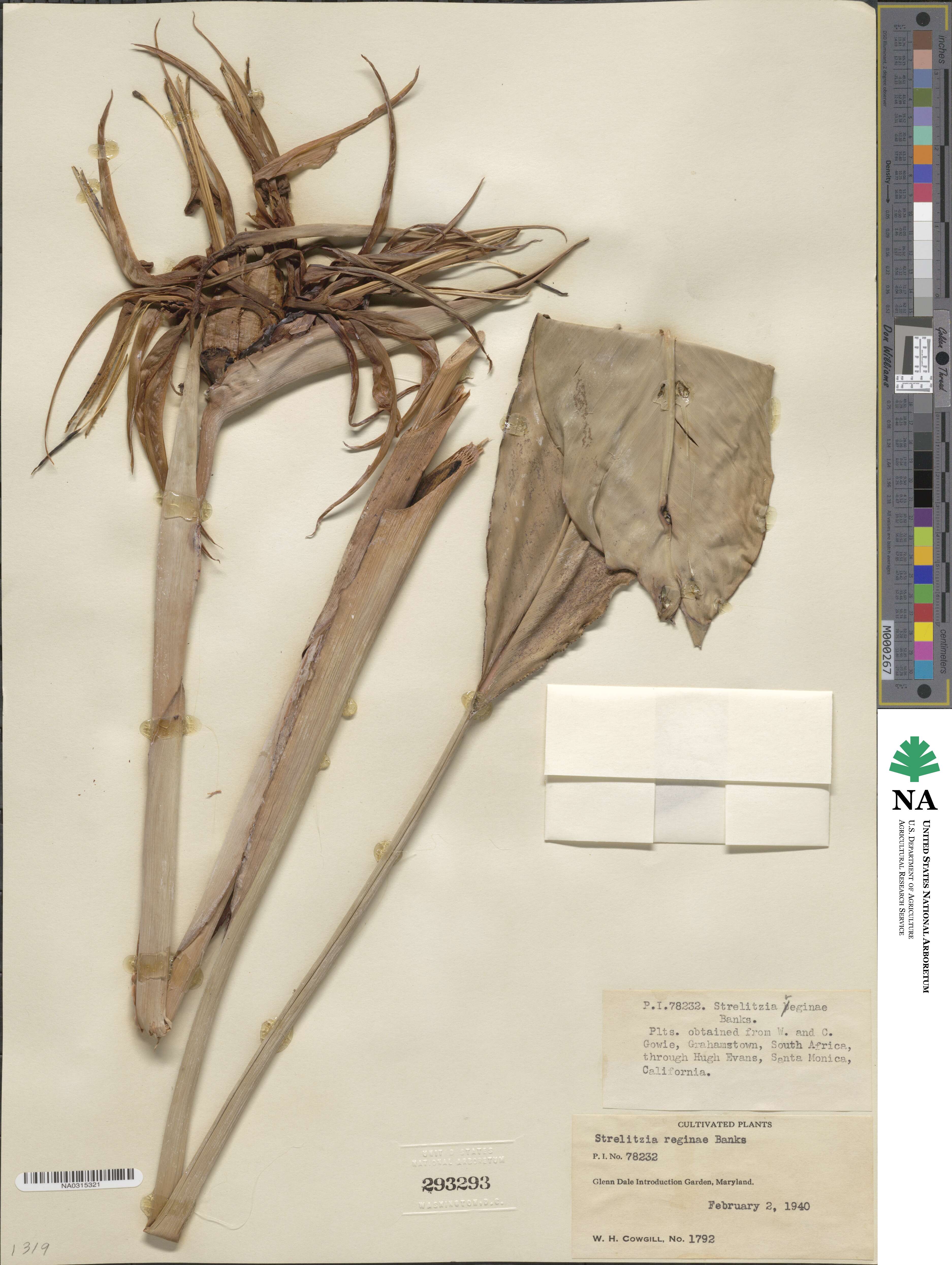 Strelitziaceae image