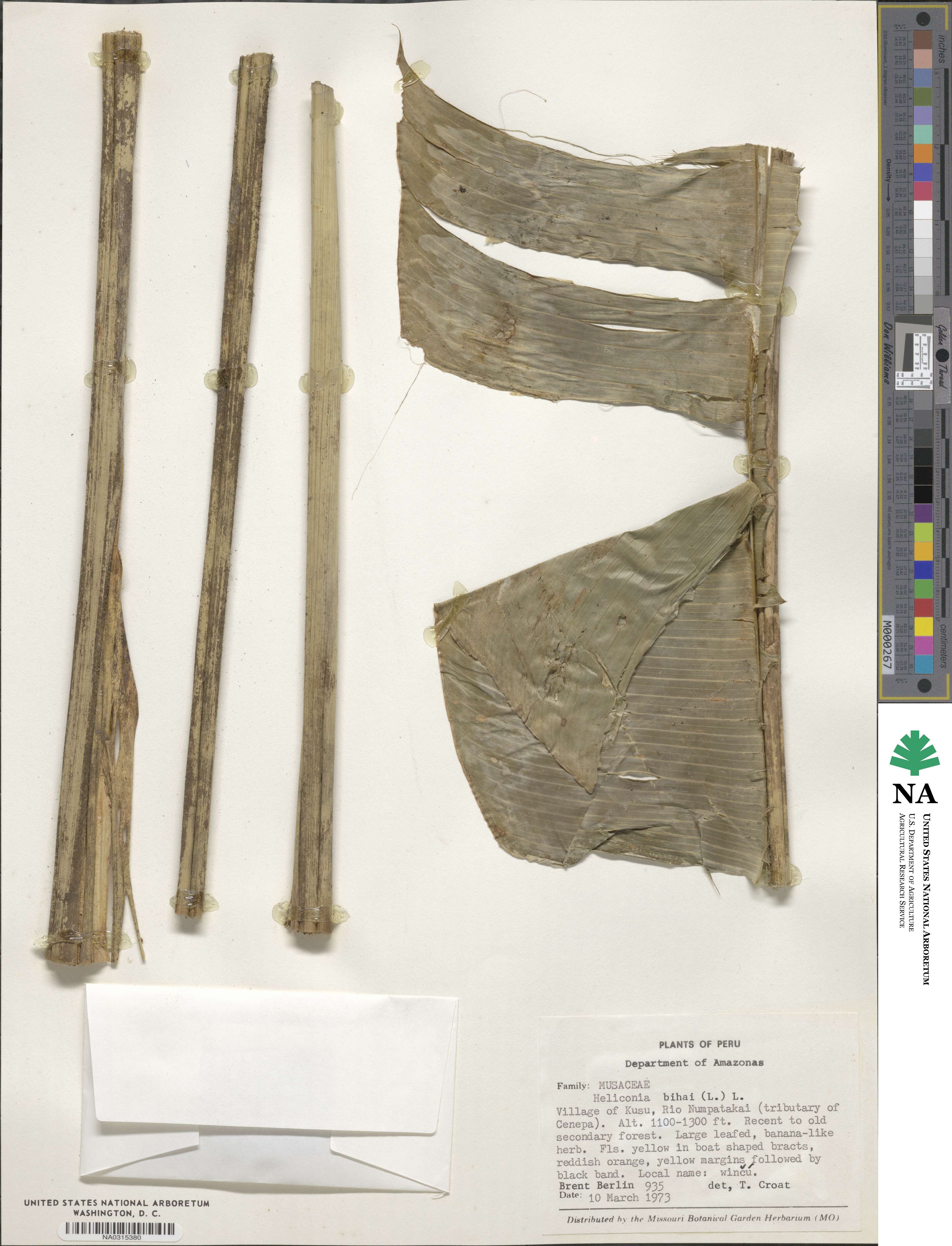 Heliconia bihai image