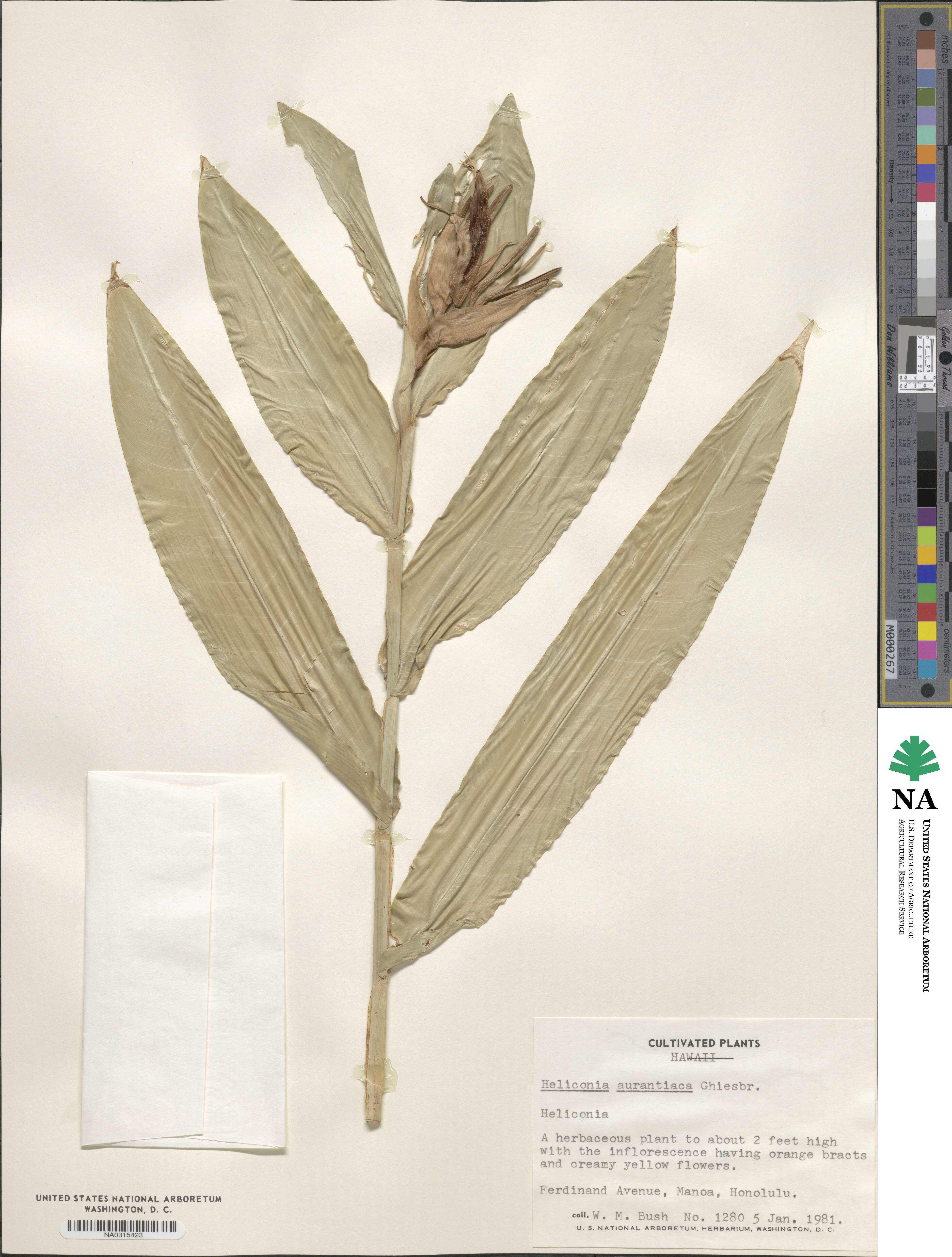 Heliconia aurantiaca image