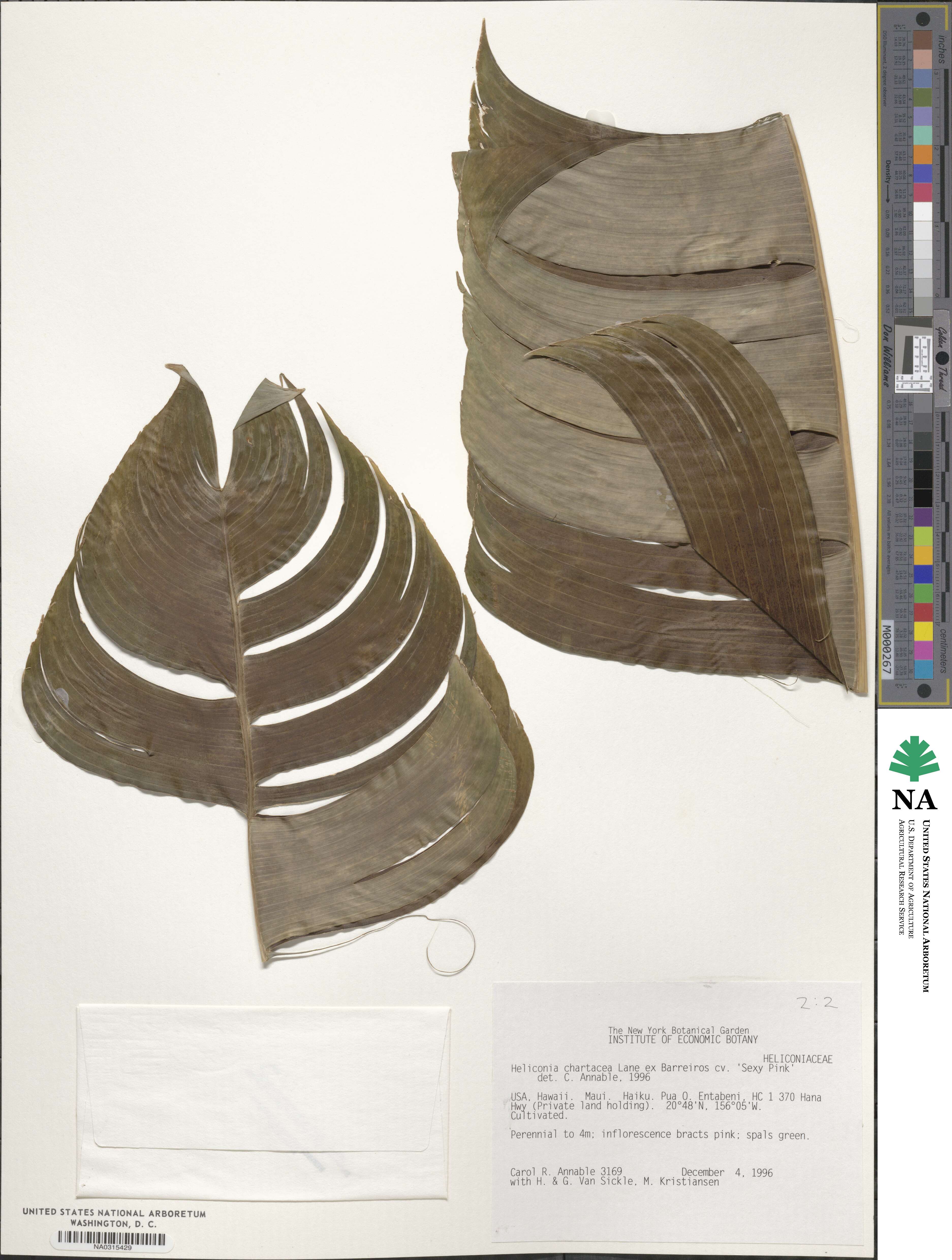 Heliconia chartacea image