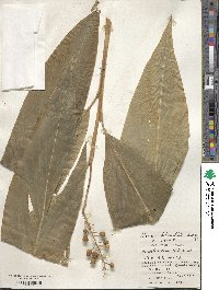 Alpinia nigra image