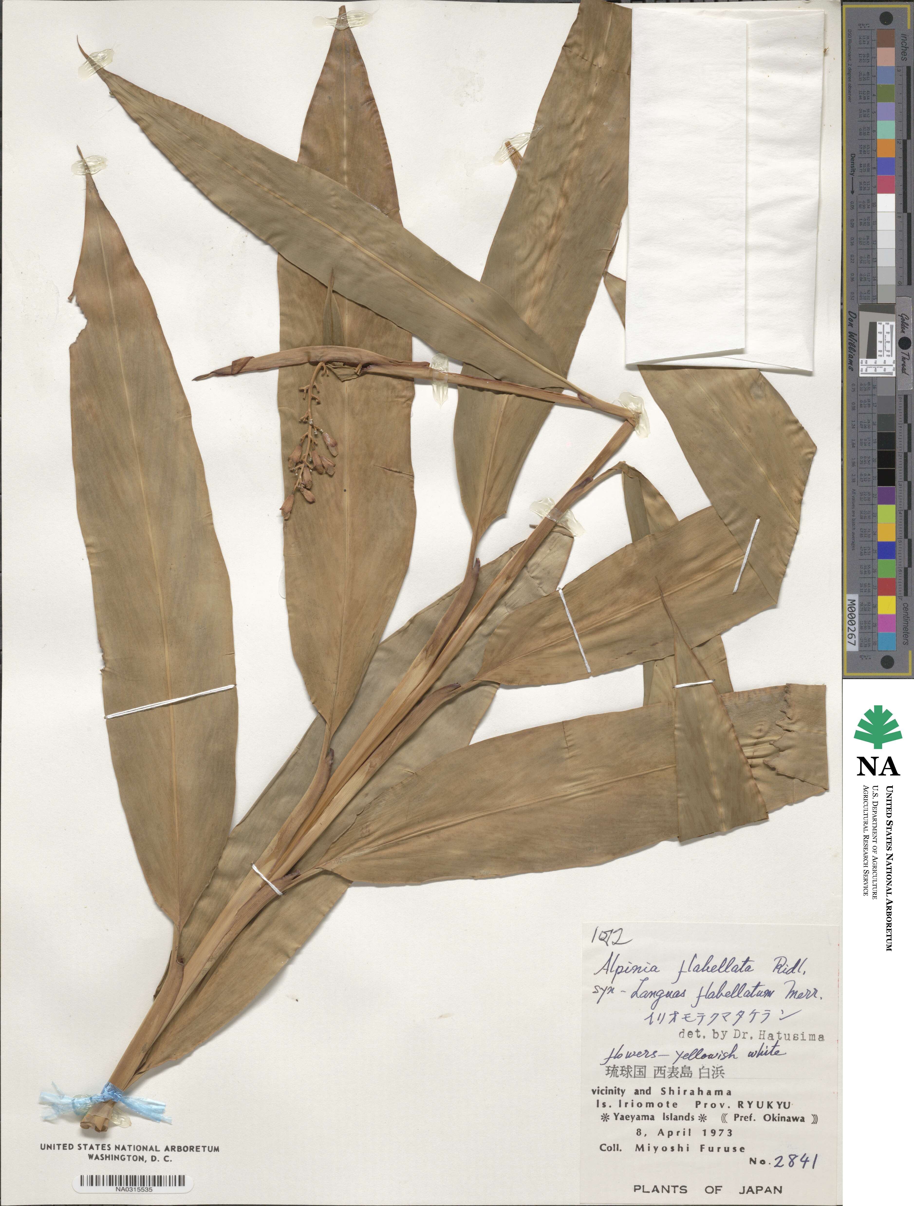Alpinia flabellata image