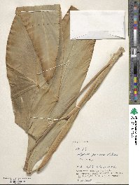 Alpinia formosana image