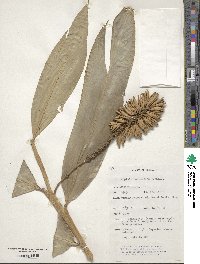 Pleuranthodium racemigerum image