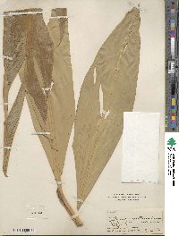 Image of Alpinia nutans