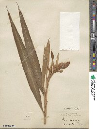 Alpinia nutans image