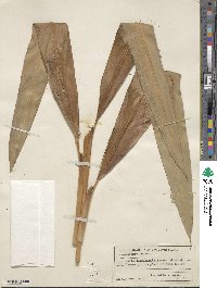 Alpinia nutans image