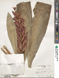 Alpinia purpurata image