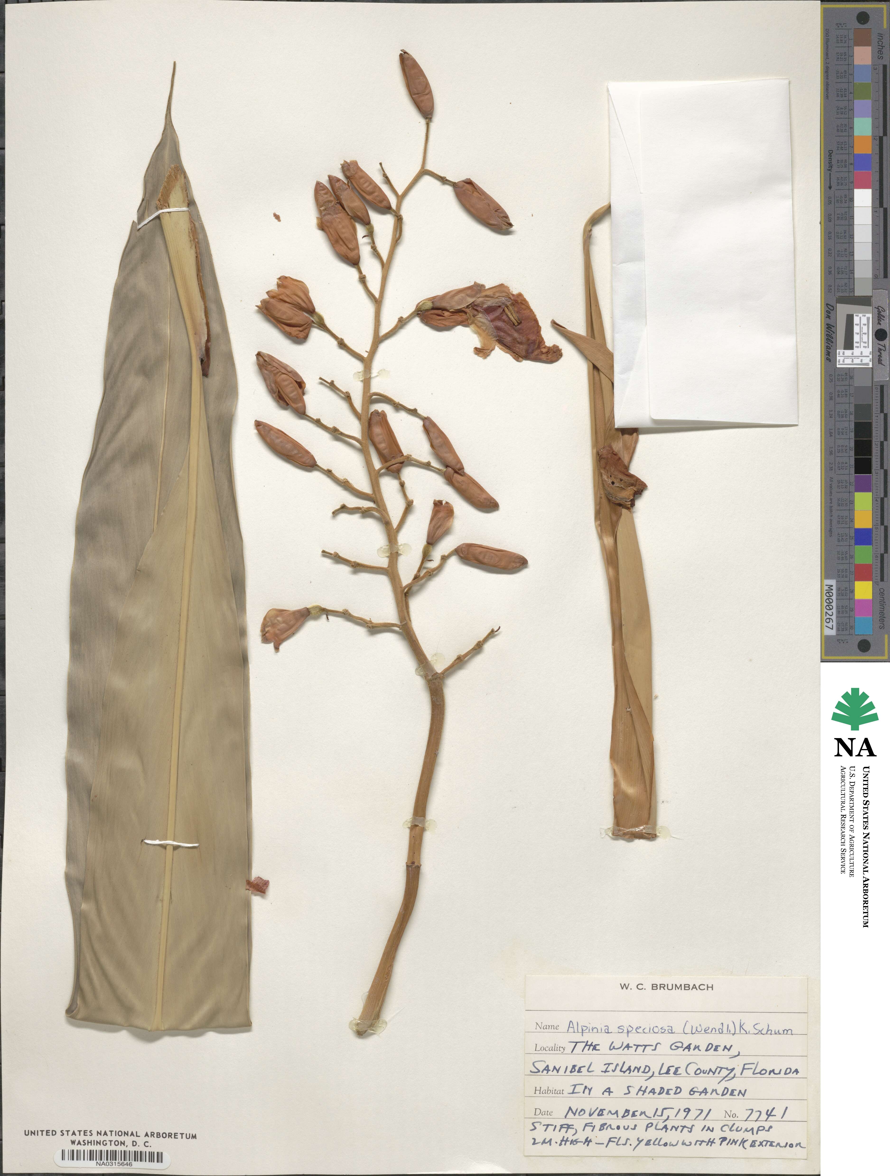Alpinia image