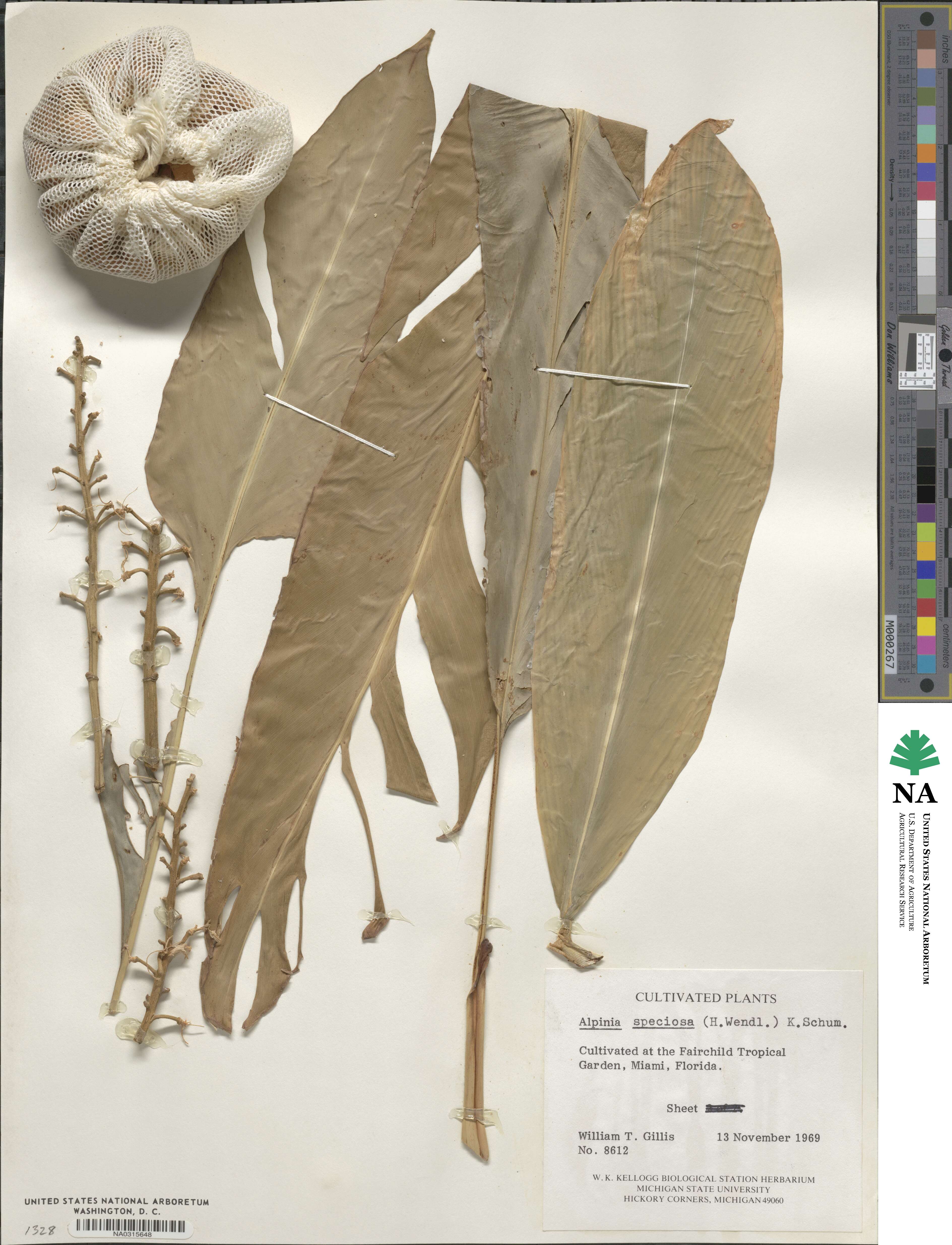 Alpinia speciosa image