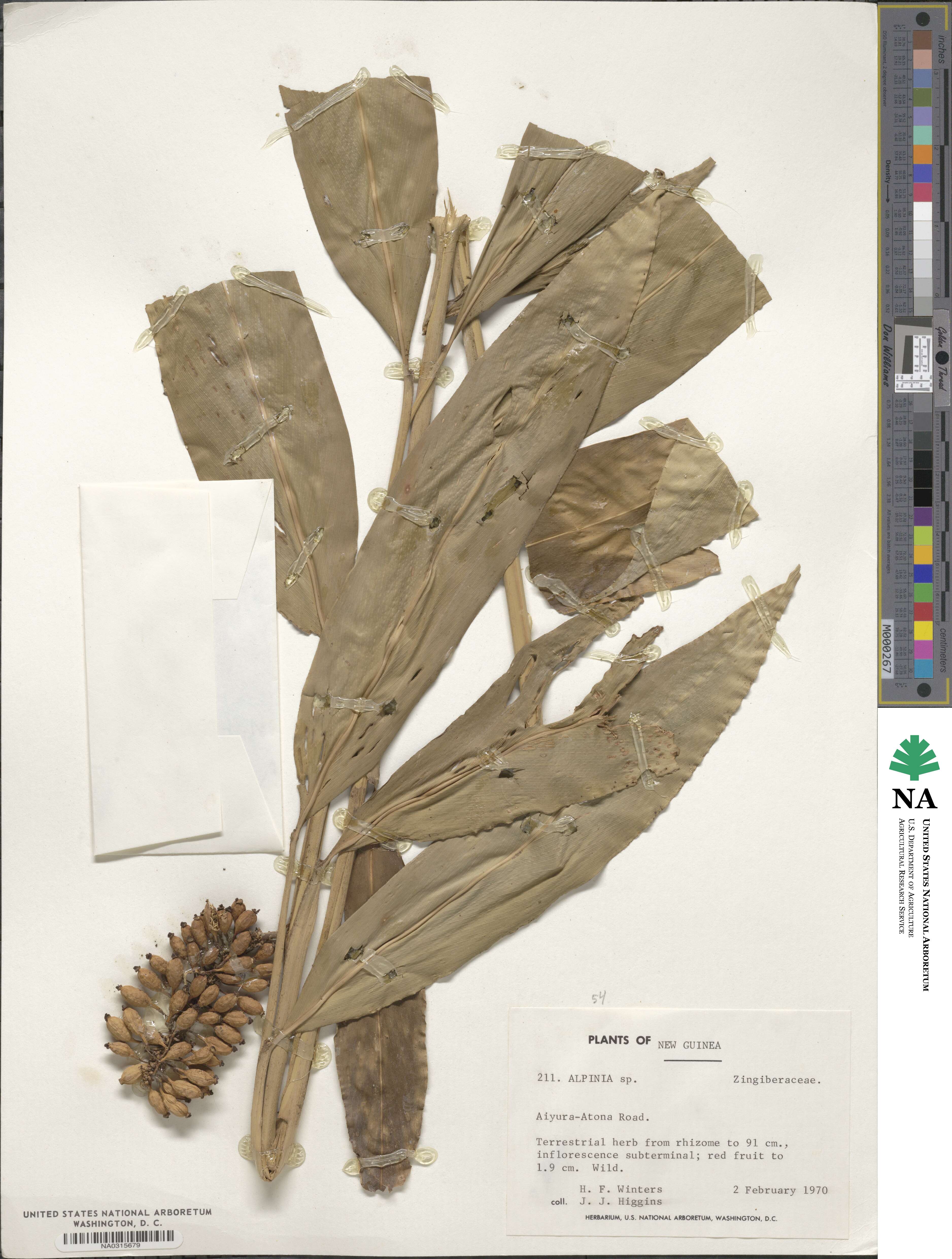 Alpinia image