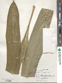 Renealmia alpinia image