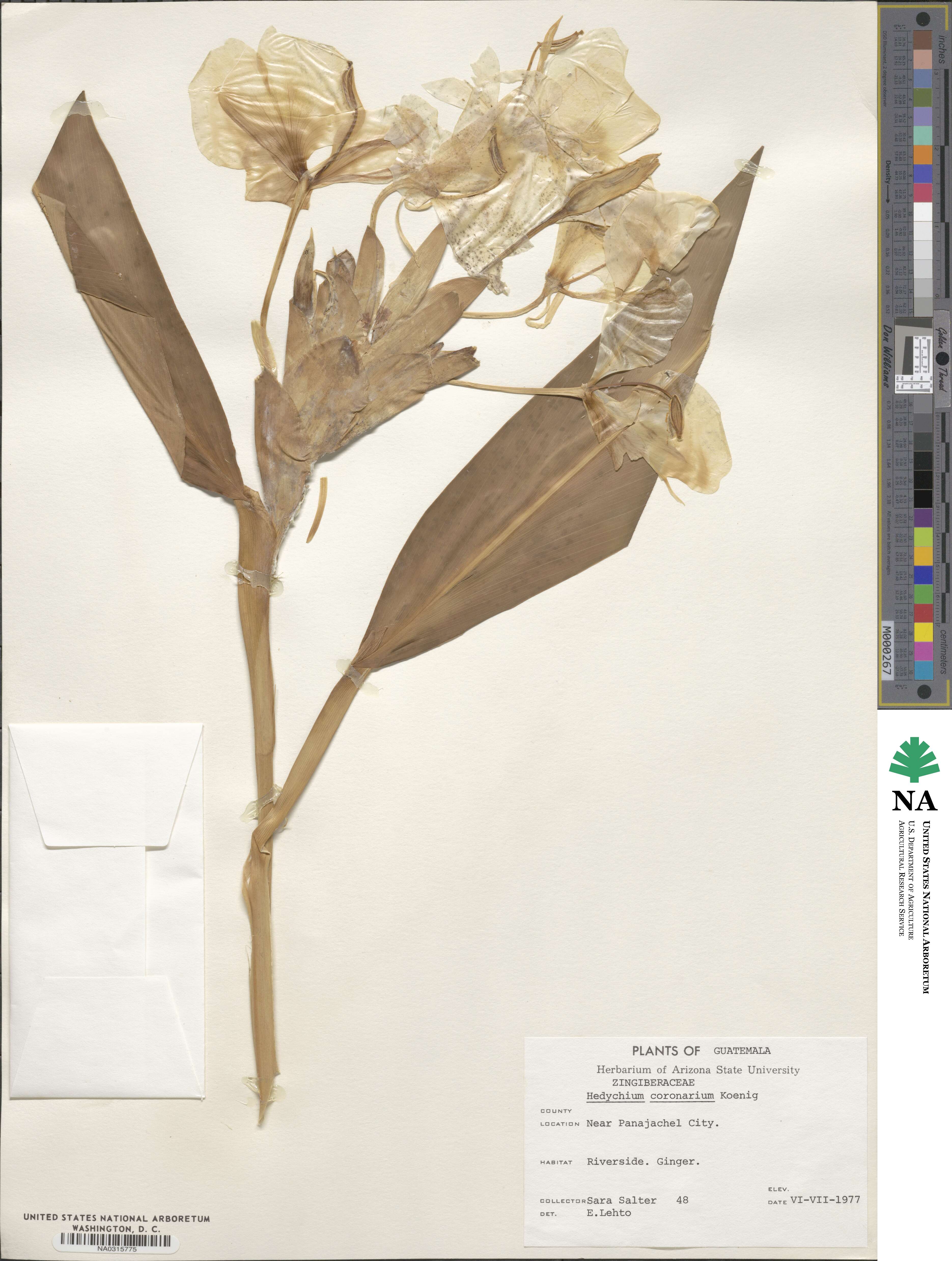 Hedychium coronarium image