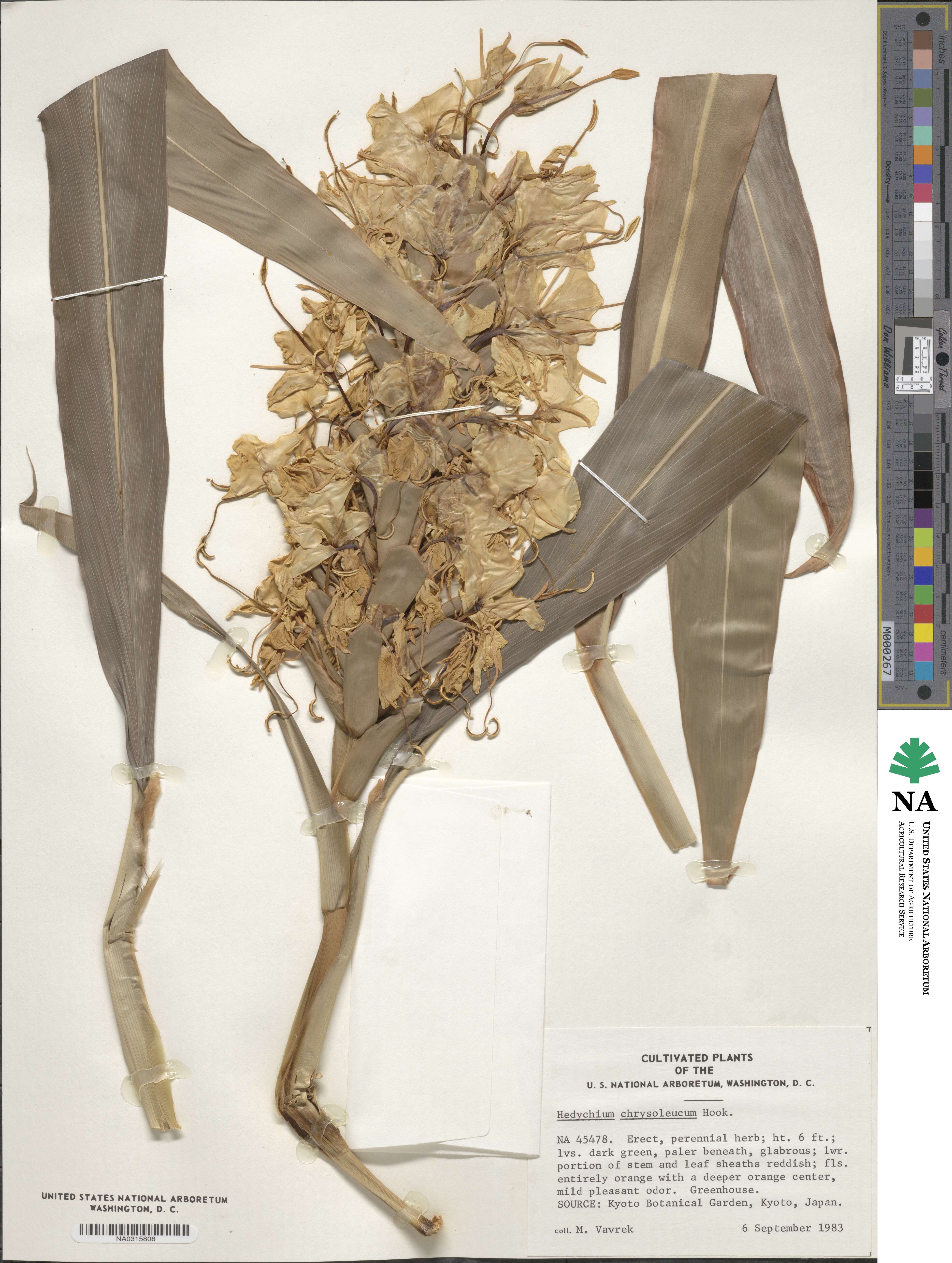 Hedychium coronarium image