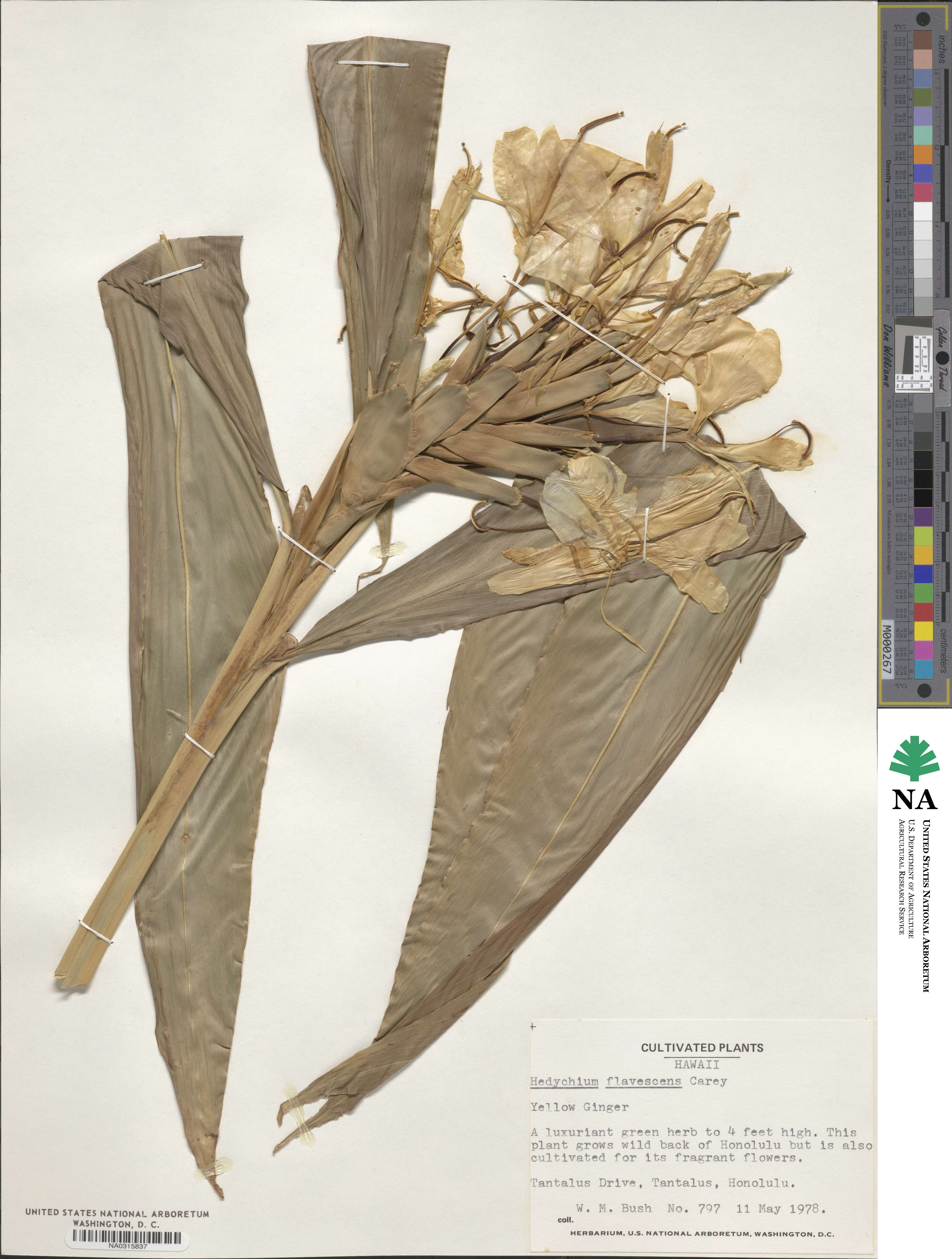 Hedychium flavescens image