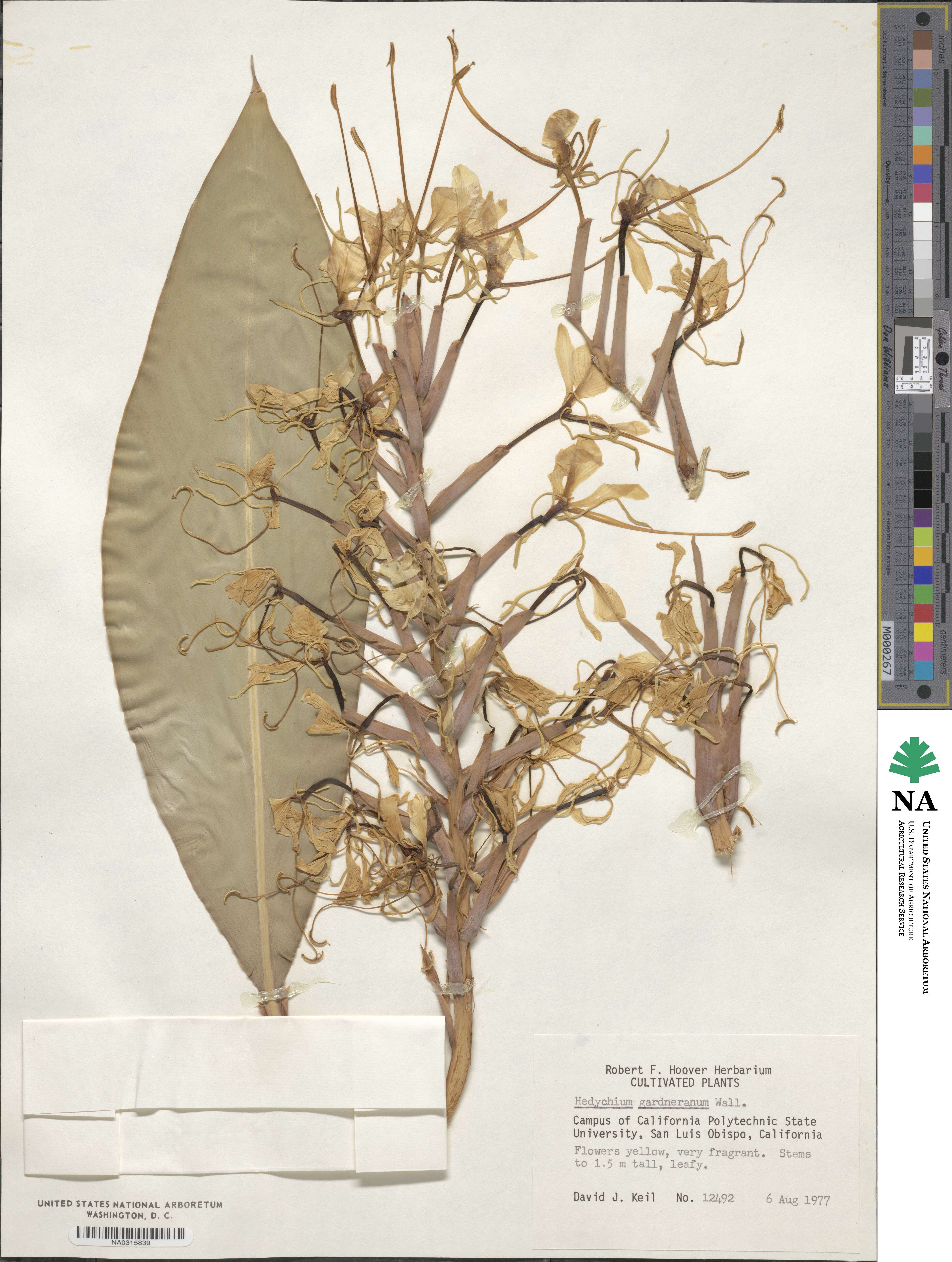 Hedychium gardnerianum image