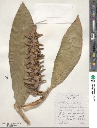 Hedychium gardnerianum image