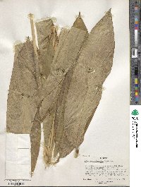 Aframomum polyanthum image