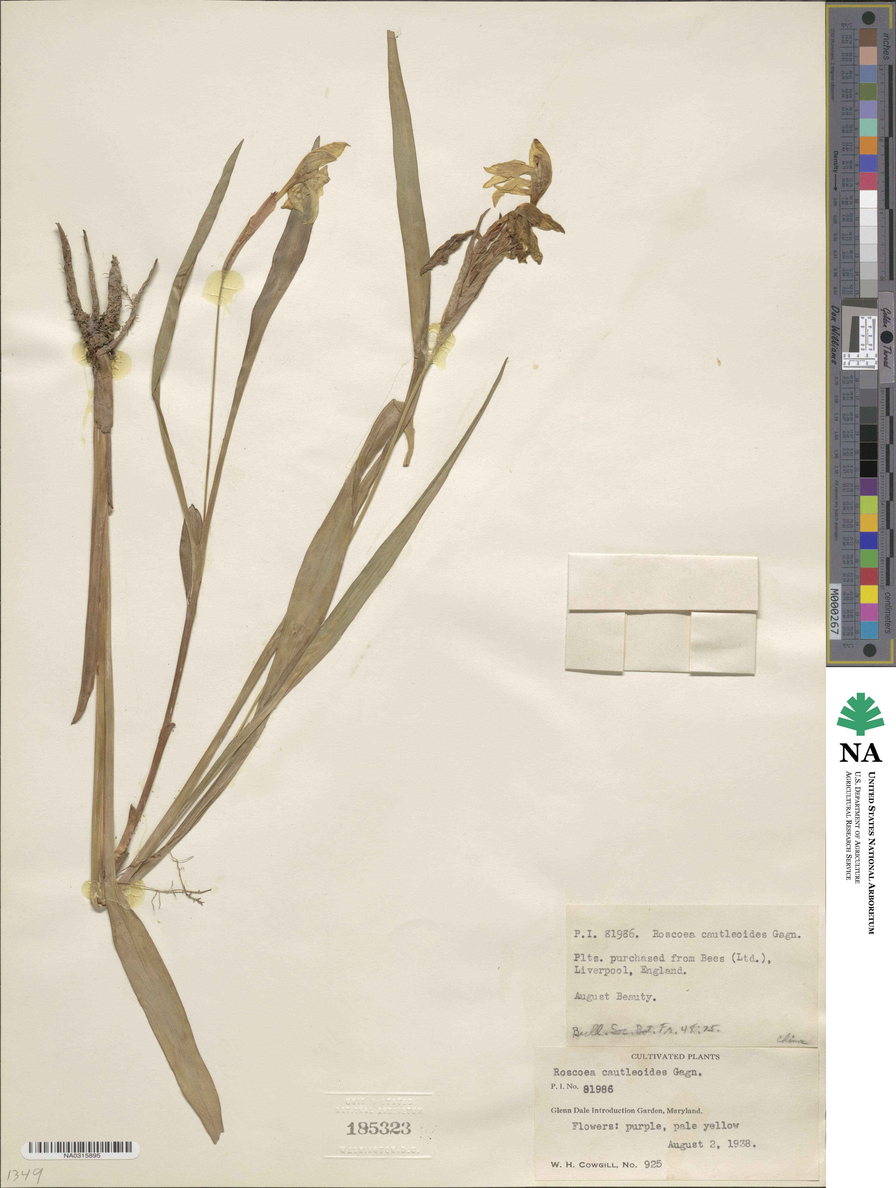 Roscoea cautleoides image