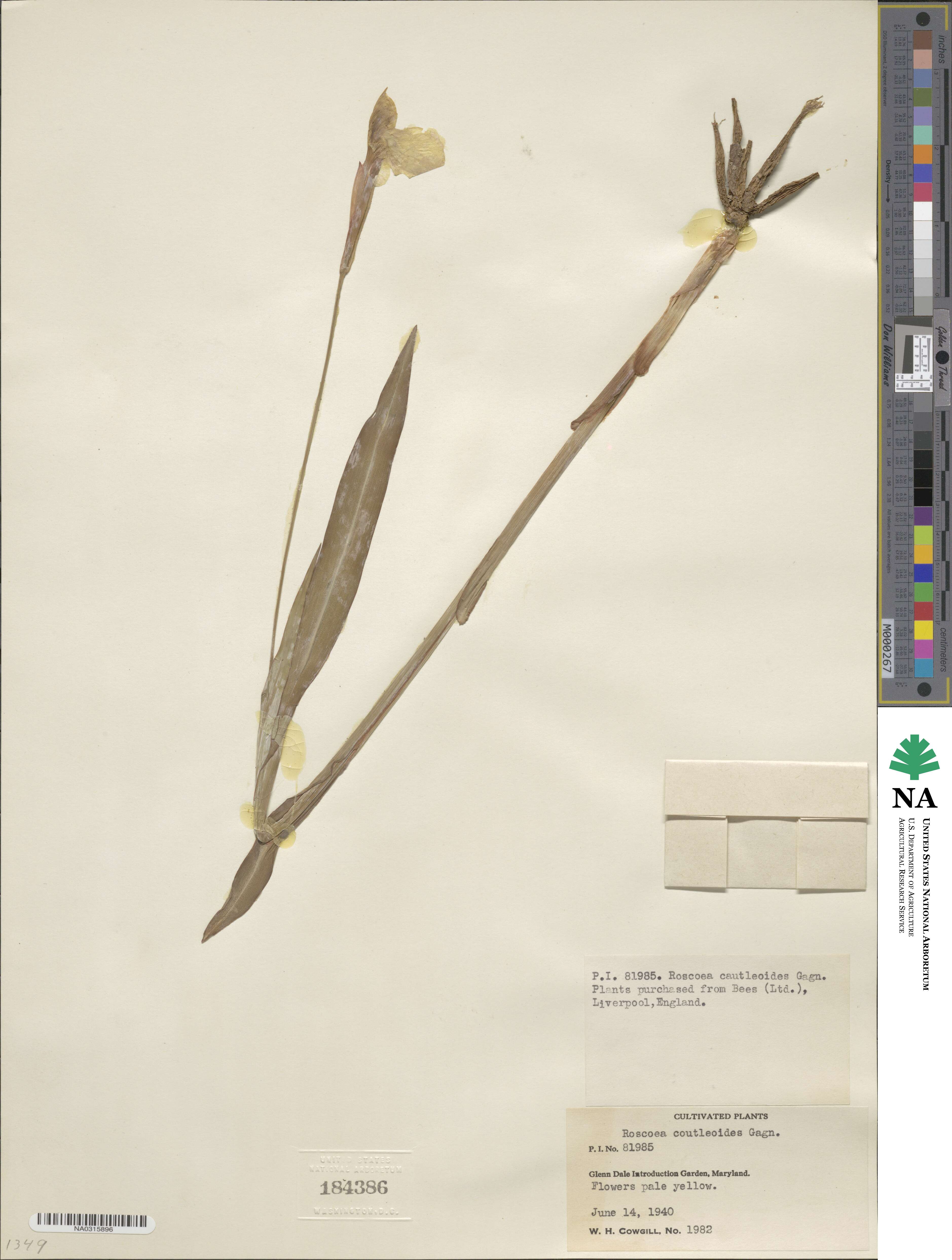 Roscoea cautleoides image