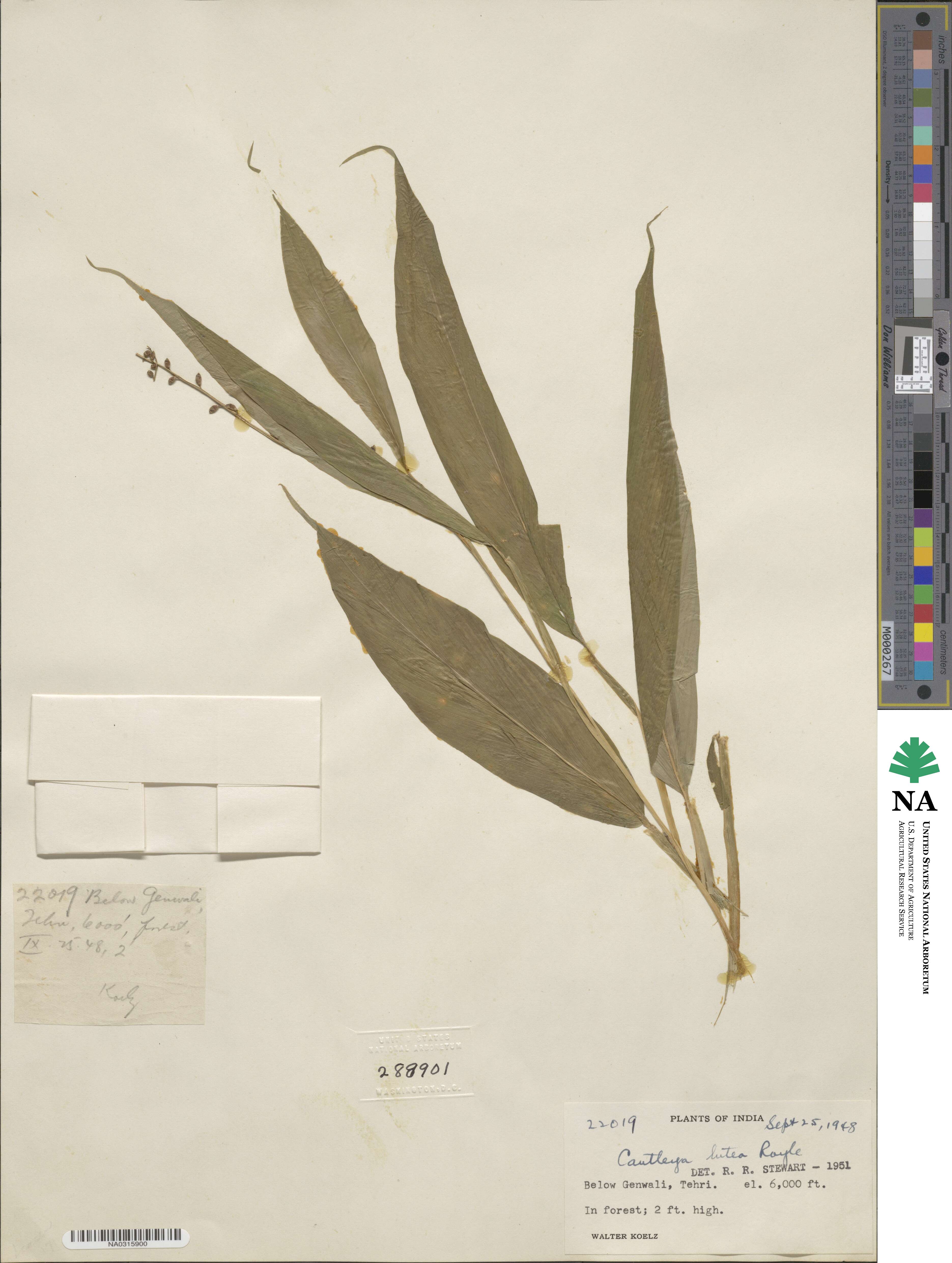 Cautleya gracilis var. gracilis image