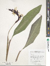 Cautleya spicata image