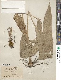 Curcuma zedoaria image