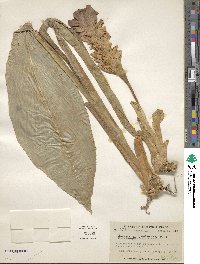 Curcuma zedoaria image