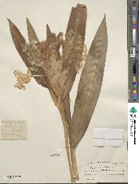 Curcuma longa image