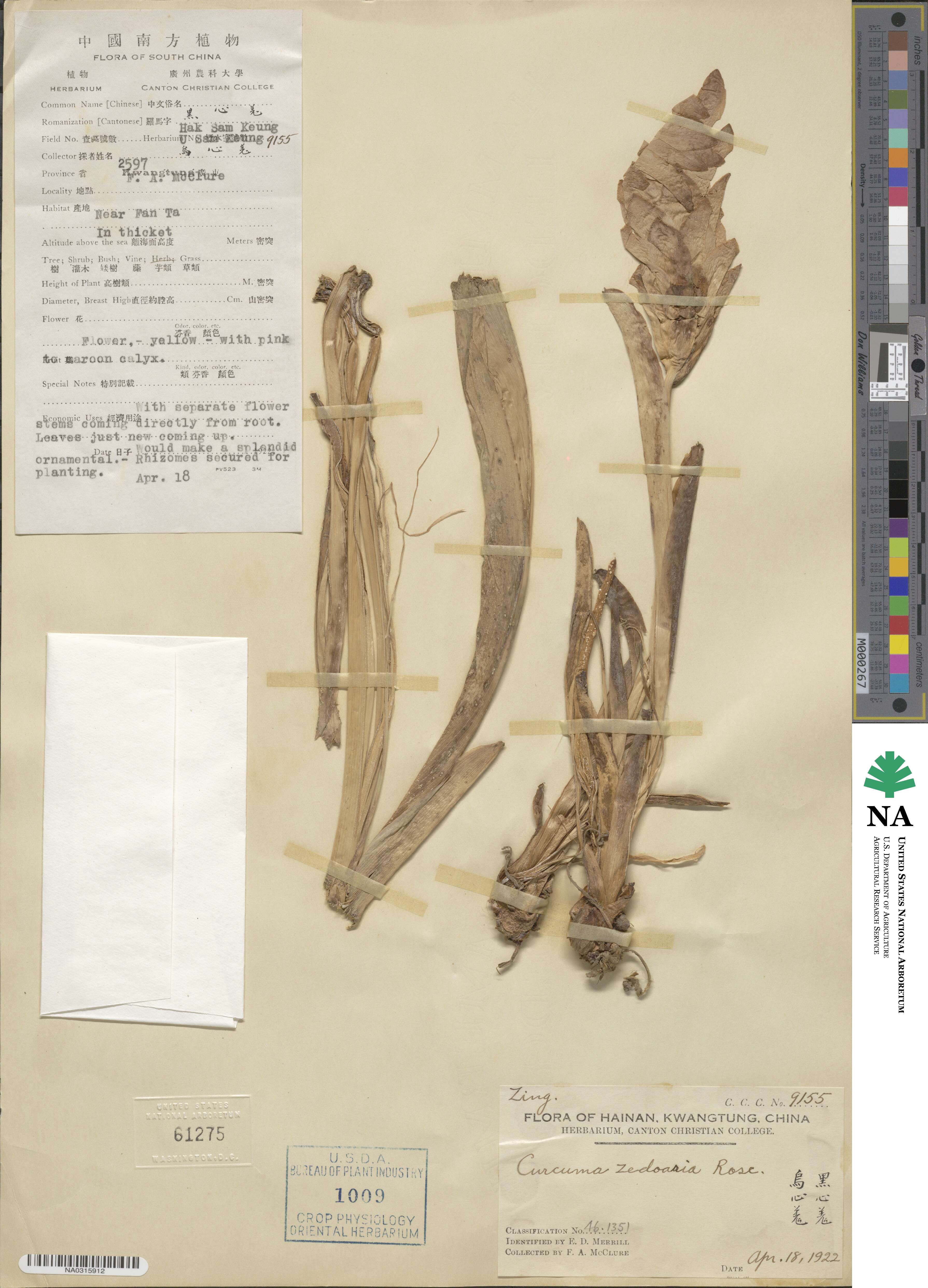 Curcuma zedoaria image