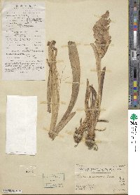 Curcuma zedoaria image