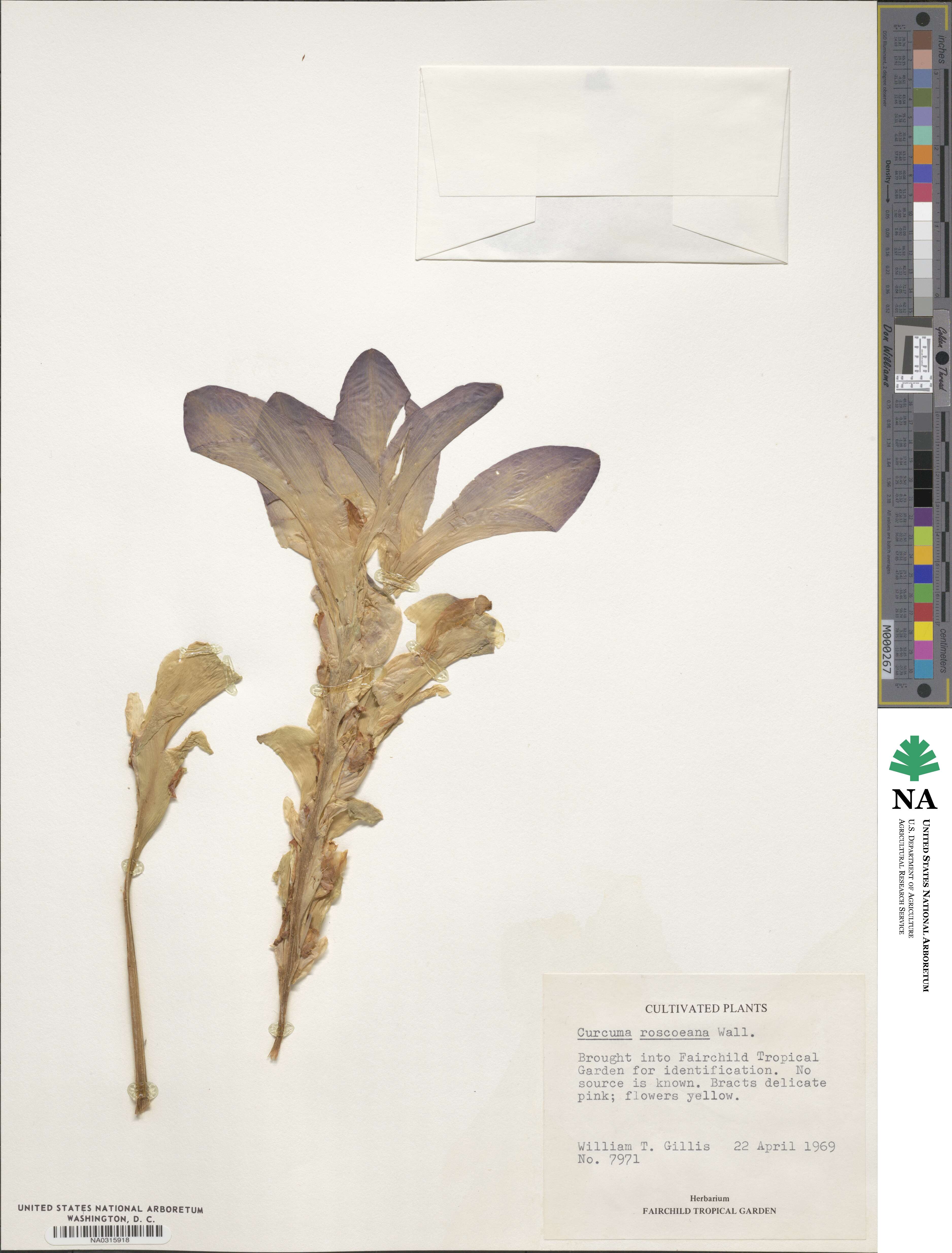 Curcuma roscoeana image