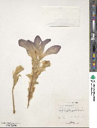 Image of Curcuma roscoeana