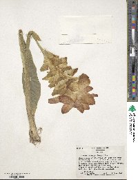 Curcuma zedoaria image