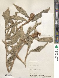 Hellenia speciosa image