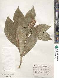 Hellenia speciosa image