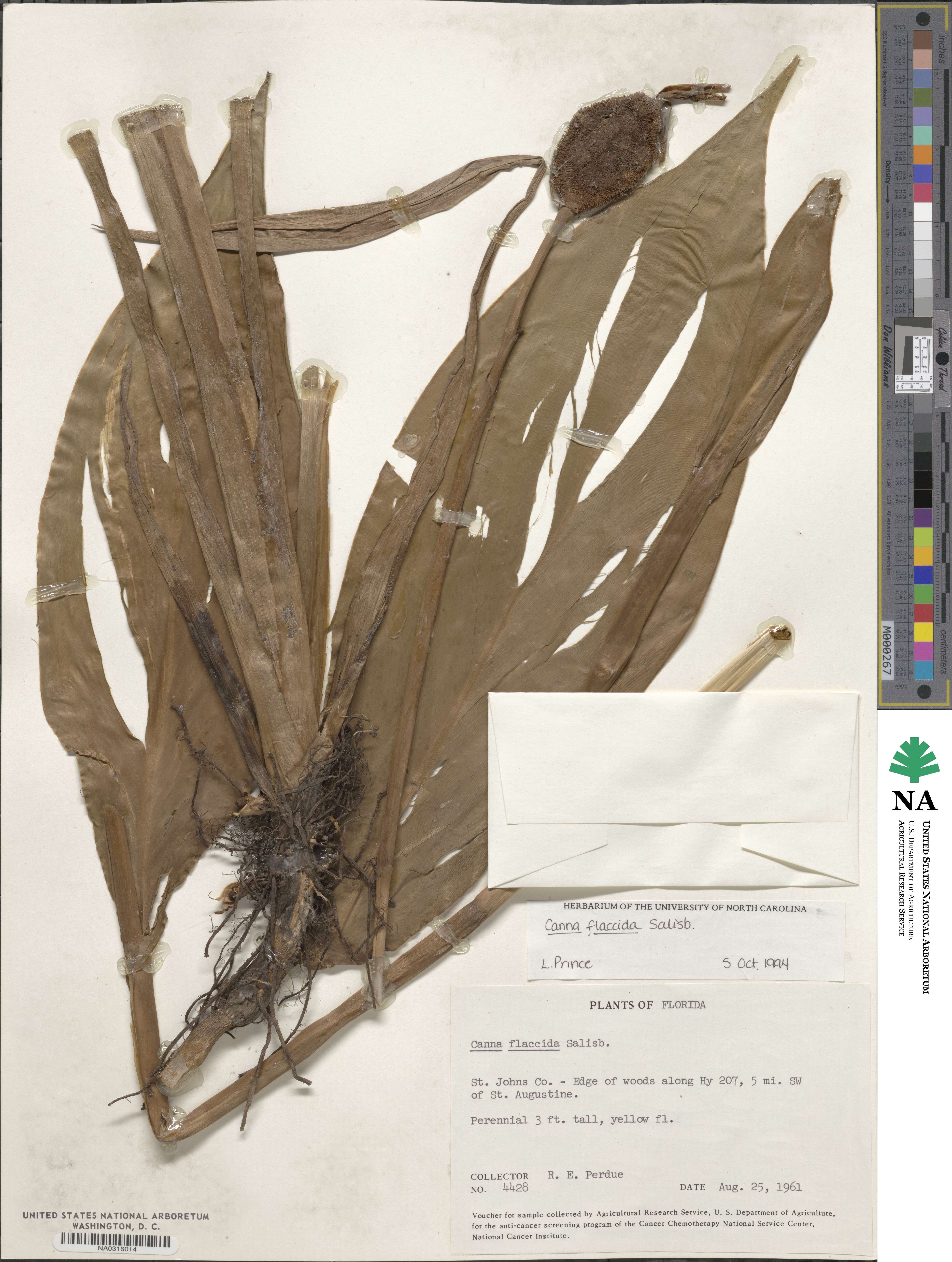 Canna flaccida image