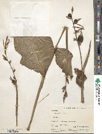 Image of Canna indica